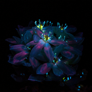 荷兰交大比赛录像回放网站
